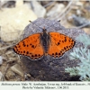 melitaea persea tovuz male 2